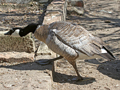 Taverner's Cackling Geese